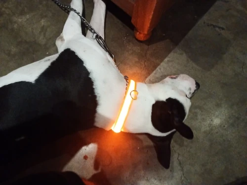 LumiGlow LED Dog Collar photo review