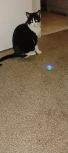 BouncePaw Smart Ball photo review