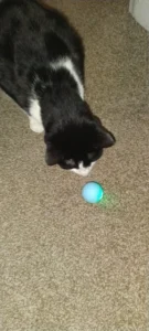 BouncePaw Smart Ball photo review