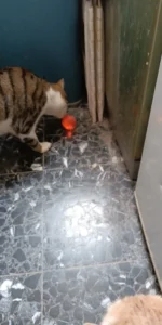 BouncePaw Smart Ball photo review