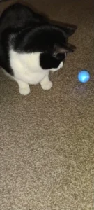 BouncePaw Smart Ball photo review