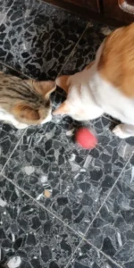 BouncePaw Smart Ball photo review